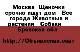 Москва! Щеночки срочно ищут дом - Все города Животные и растения » Собаки   . Брянская обл.